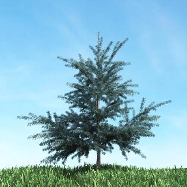 درخت کاج